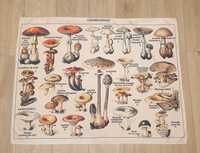 Vintage grzyby ,tablica botaniczna grzyby, Makatka grzyby Montessori