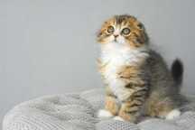 Godzilla - szkocki zwisłouchy, szkocki fold z rodowodem, scottish fold