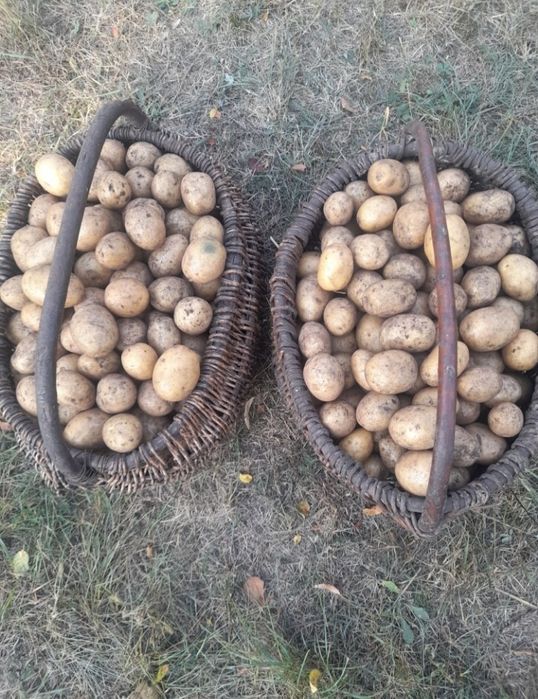 Картопля насінна