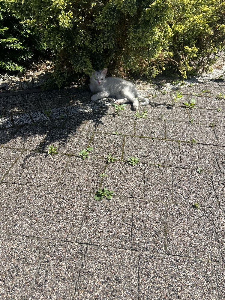 Oddam kotki w dobre ręce