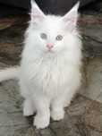 Kocurek Maine Coon Gotowy do zmiany domu