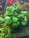 Anubias nana petit oraz Anubias olbrzymi