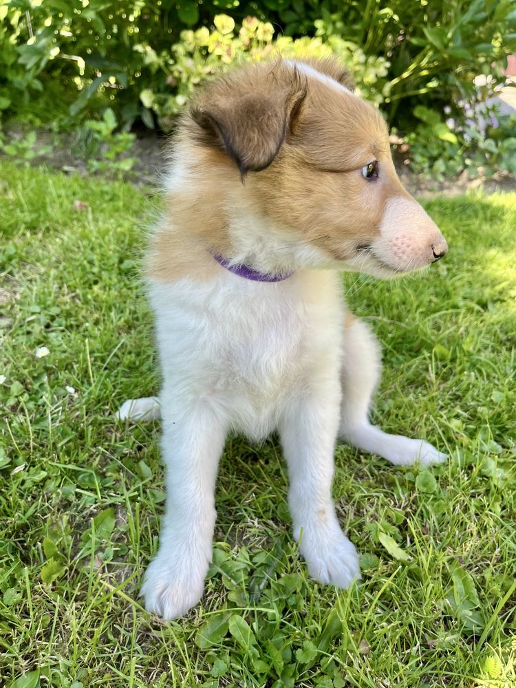 Owczarek szkocki collie owczarki pies piesek