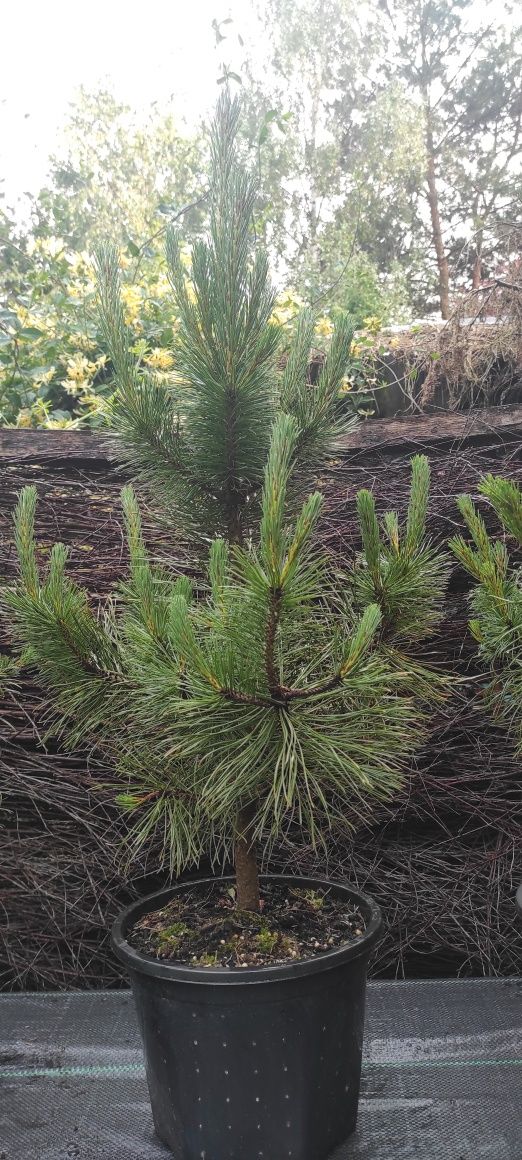 Sosna czarna Pinus Nigra ozdobna 70-80cm