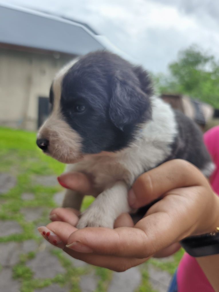 Border Collie szczeniak