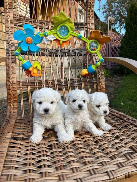 Цуценята бішон фрізе