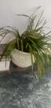 Vaso de pedra para jardim