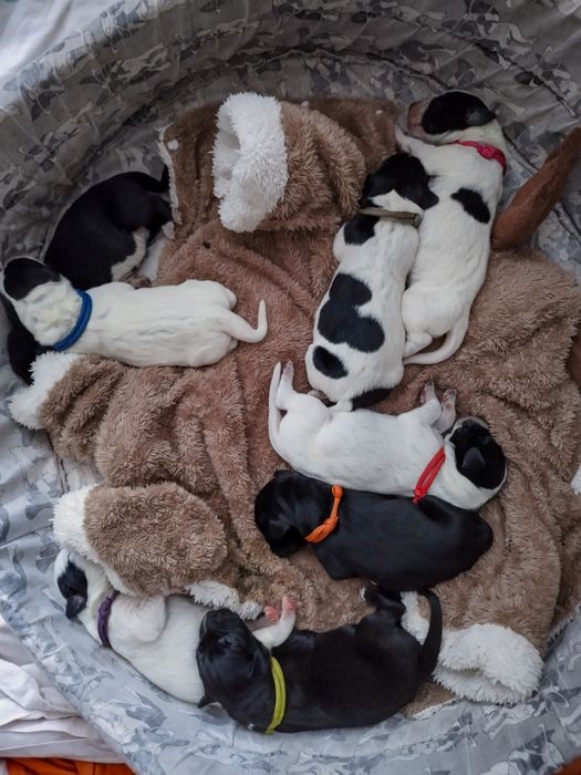 Wyżeł niemiecki szczenięta oddam