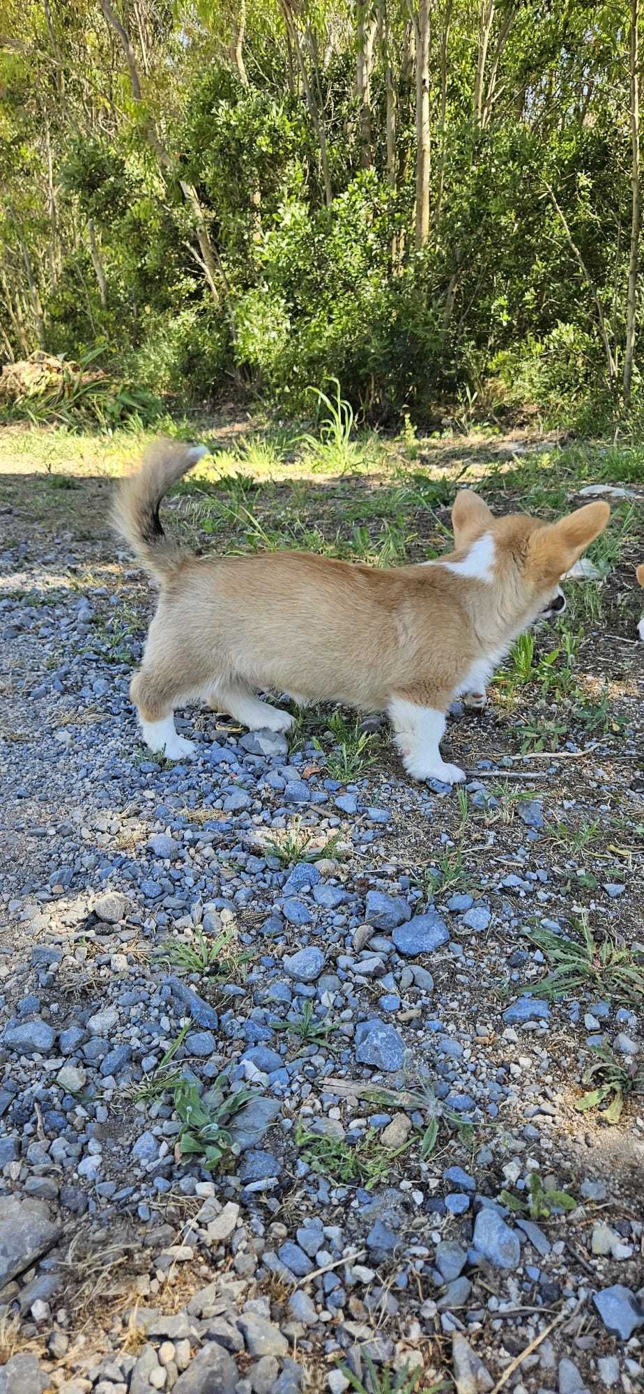 Corgi macho espetacular