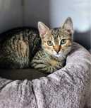 Riri maluszek do adopcji