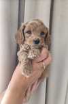 Maltipoo F1B chłopczyk drobny