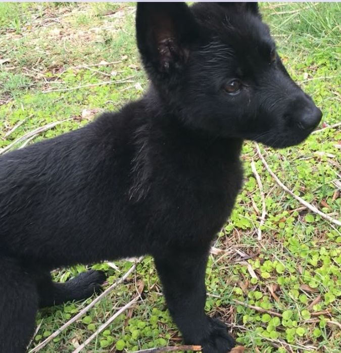 Pastor alemão preto fêmea