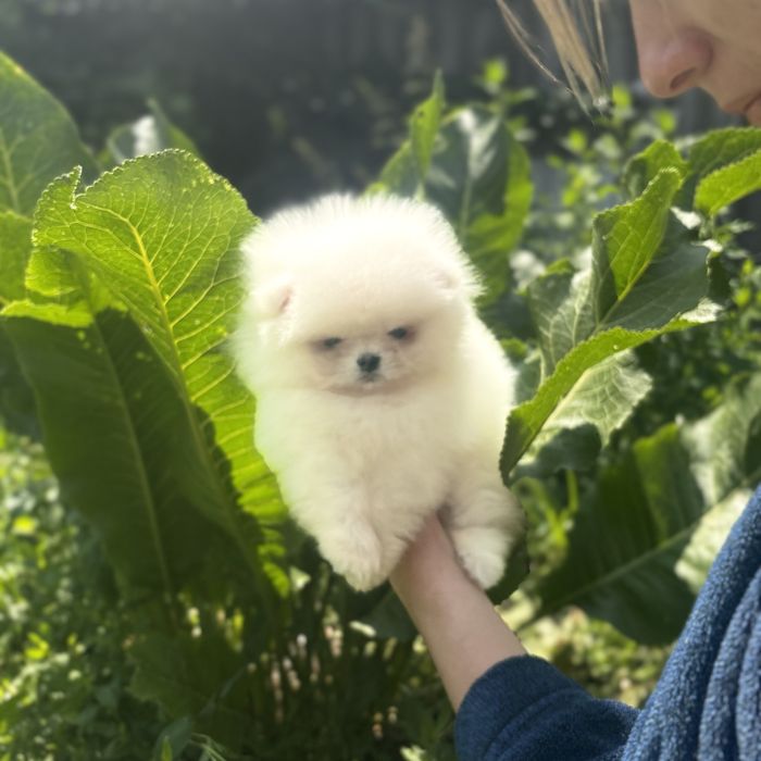 хлопчик шоу класу тип ведмедик