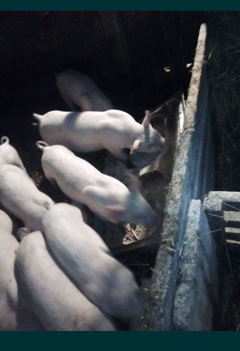 Prosięta świnie trzoda chlewna