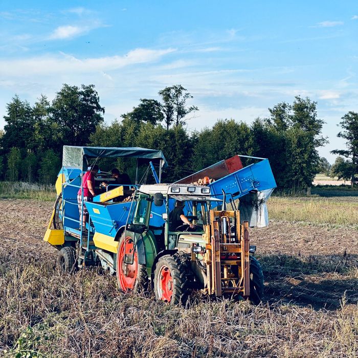 Ziemniaki od gospodarza Vineta JUREK Jelly