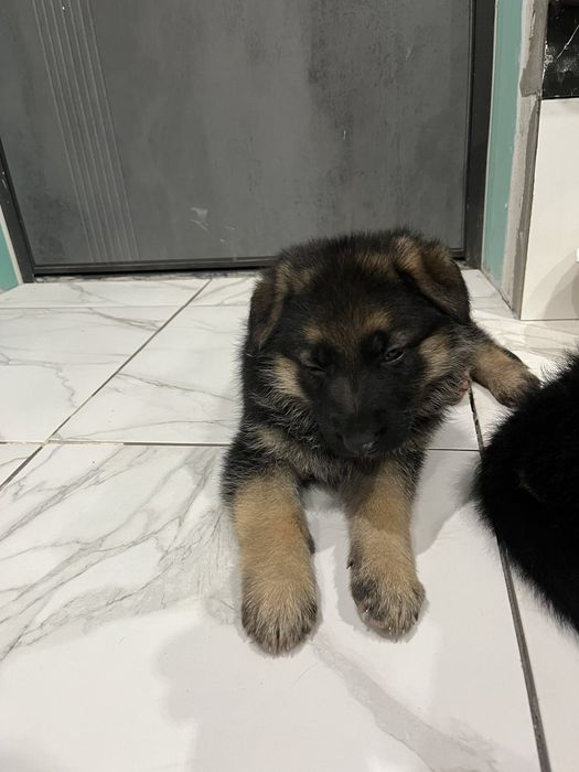 Щенки немецкой овчарки