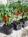 Krzaki papryki ostrej chilli
