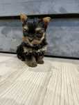 York, Yorkshire Terrier miniaturka