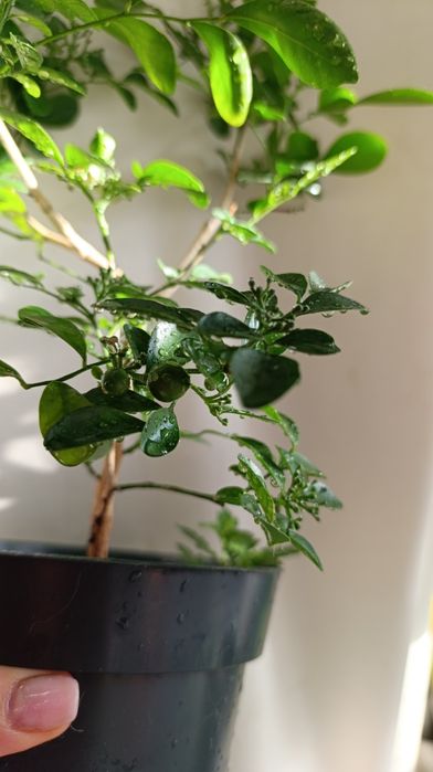 Мурайя з плодами