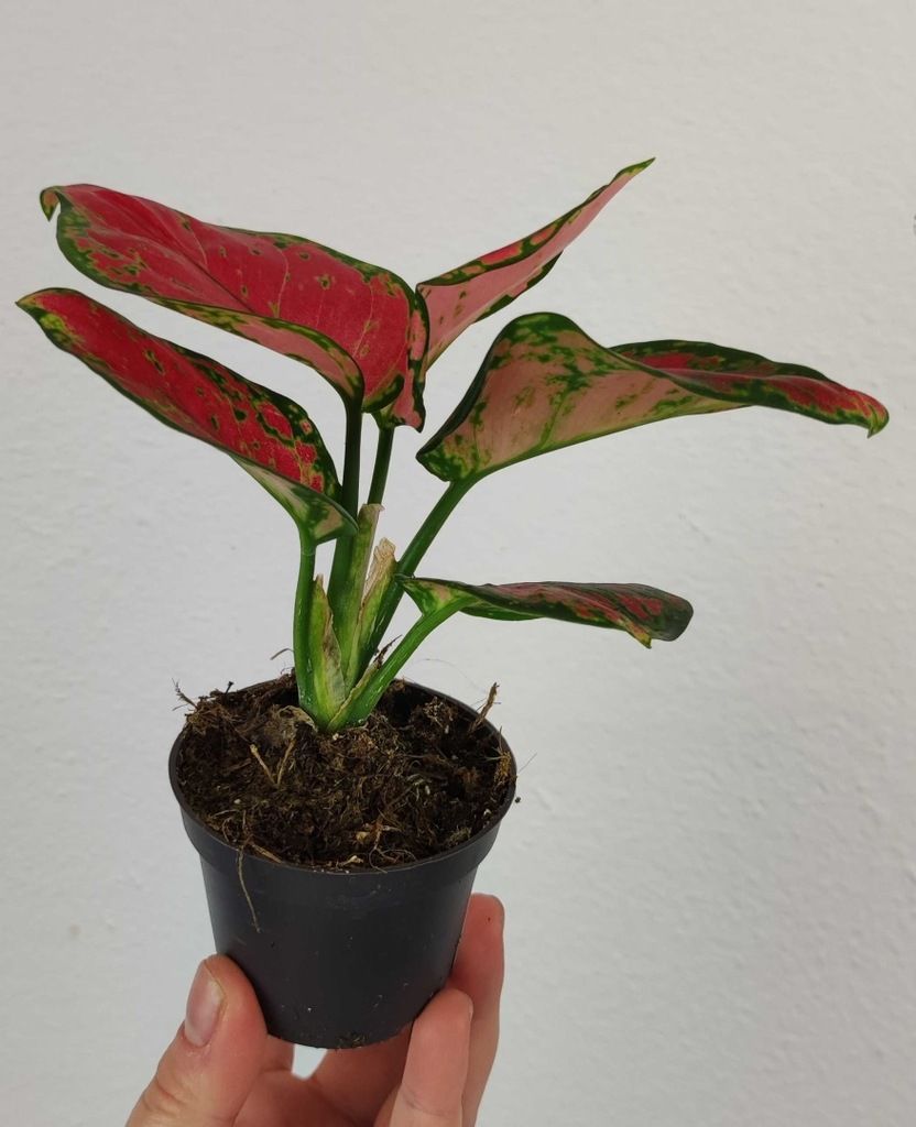 Aglaonema Pink Promise Maluszek