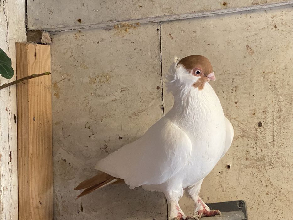 Golebie ozdobne dwie pary