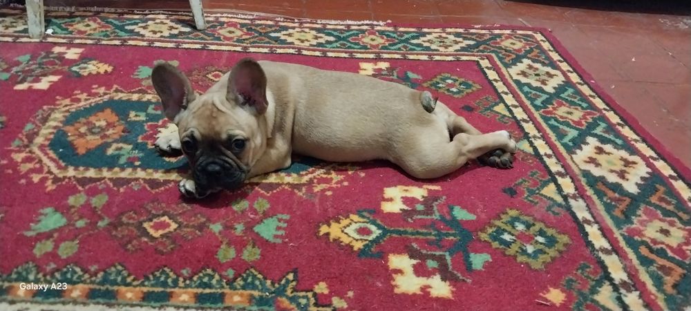 Продам девочку французского бульдога