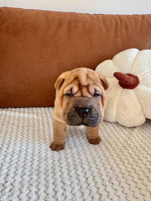 Shar pei szczenię z rodowodem ZKWP FCI