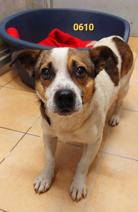 Domy tymczasowe na już! Zamarzną w schronisku! Psy i suczki, malutkie