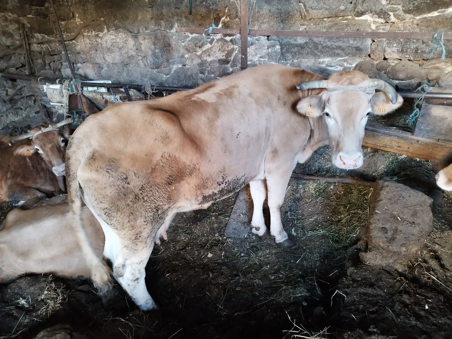 Vaca raça minhota pura