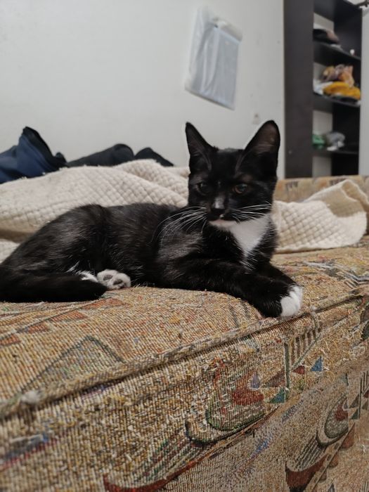 Котенята 3 місяці