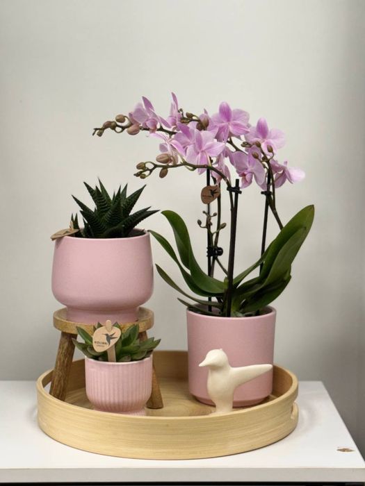 Подарункові набори, орхідеї, вазони
