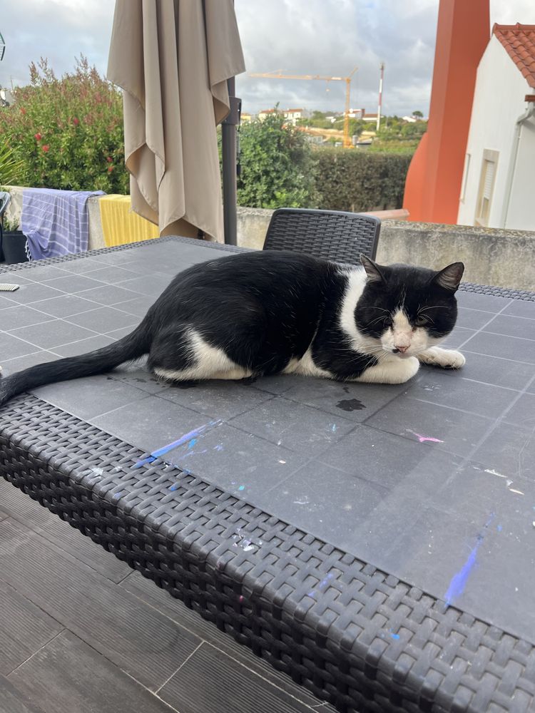 Gato para adoção