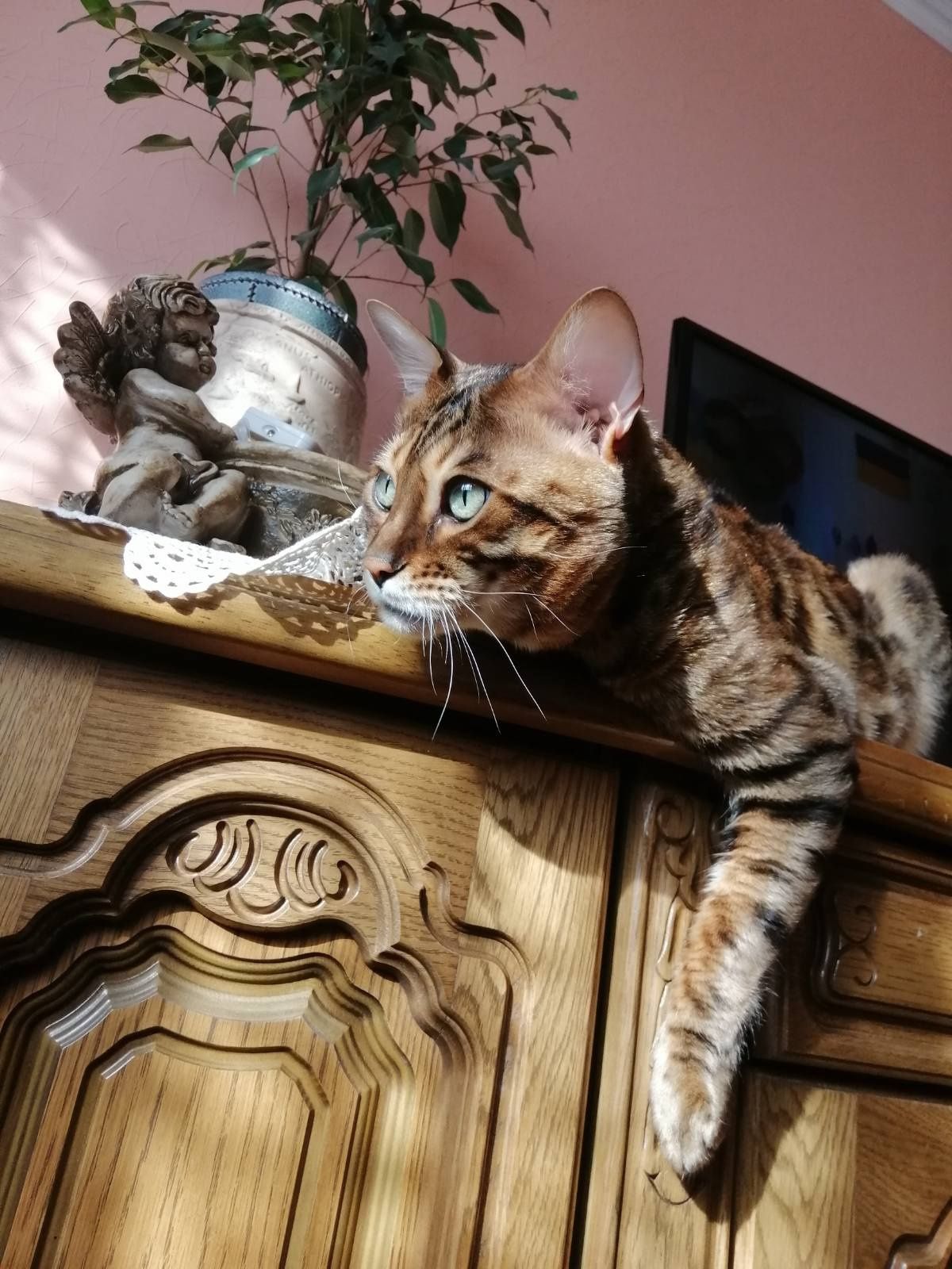 Бенгальський кіт. Вязка. Бенгал. Кот.