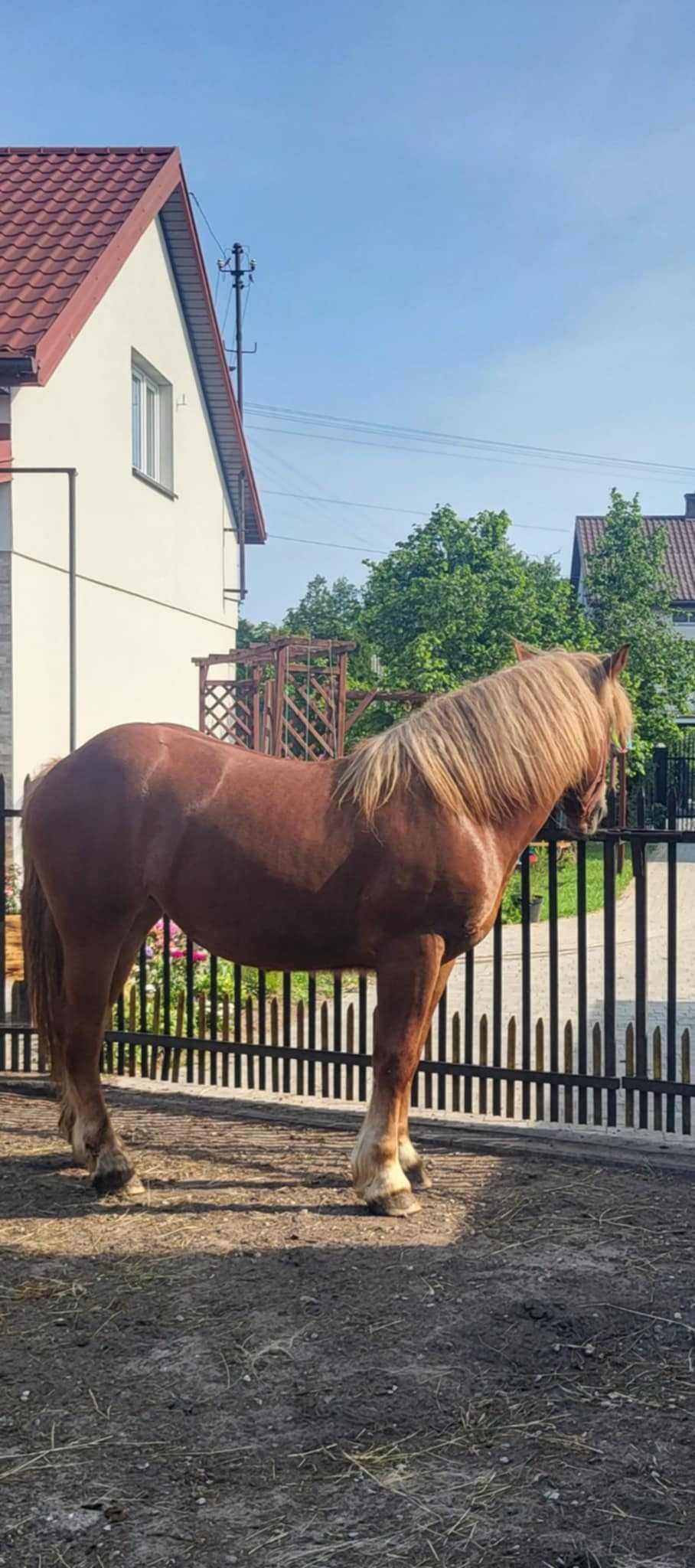 Piękna klacz sztumska