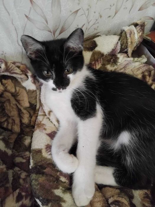 Кошеня в добрі руки. Чорно-біле кошеня