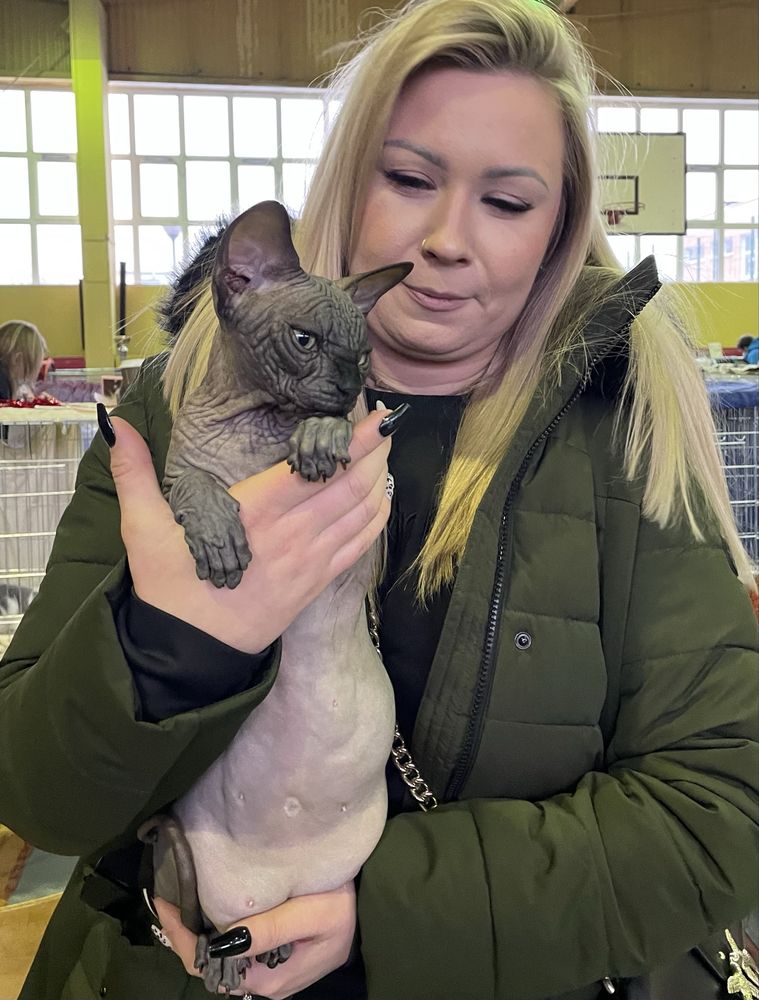 Wyjątkowa czarna mega ZMARSZCZKI • Kotka Sphynx Jagódka • GrandFaraon