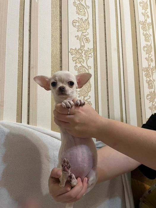 Порода цуцика чихуахуа