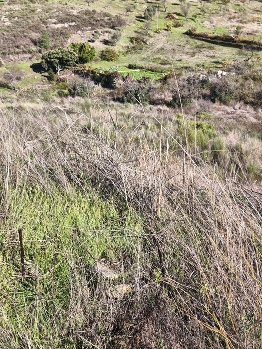 Terreno rústico em Moncorvo