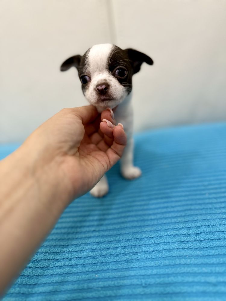 Chichuahua super mini