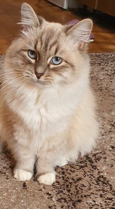 Продам котятенка порода Невская Маскарадная