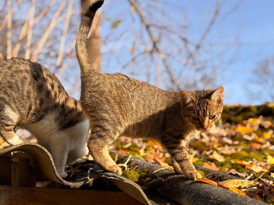 Koty bezdomniaki oddam