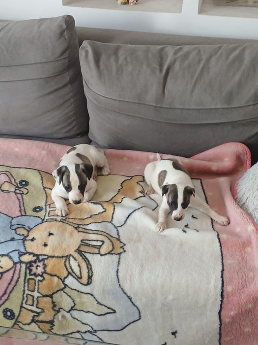 Chart Angielski Whippet śliczny piesek