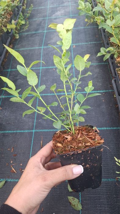 Borówka amerykańska wysoka / Vaccinium  doniczka P9
