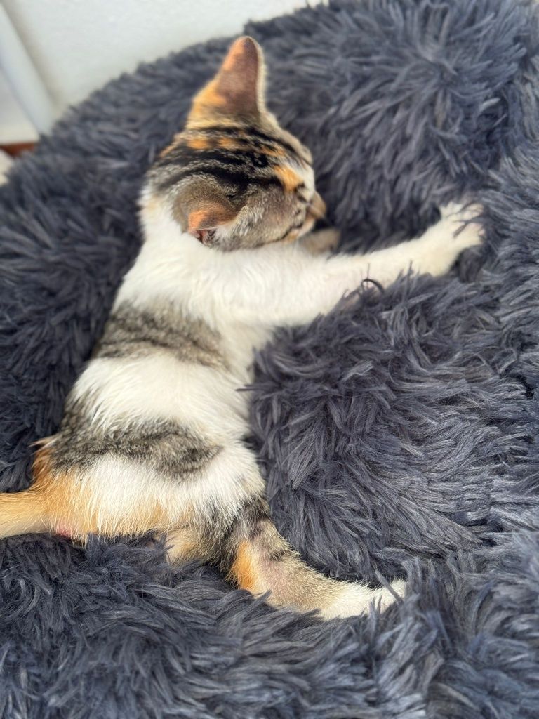 Gatinha para adoção responsável já vacinada