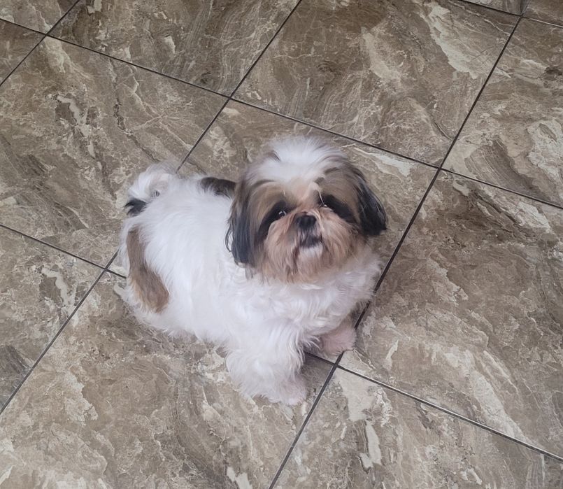 Замечательная девочка ши-тцу.