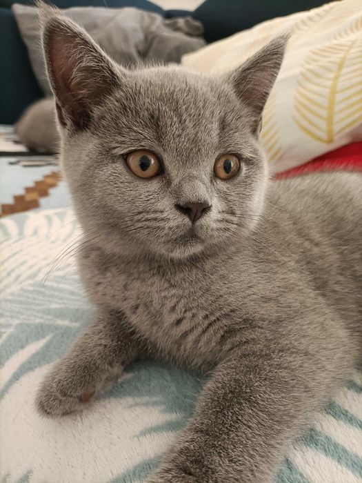 Koty Brytyjskie krótkowłose