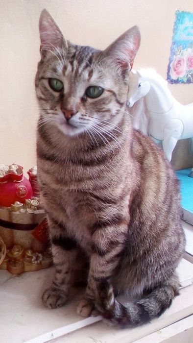 АСЯ - великолепная молодая кошка, тигровая шпротинка