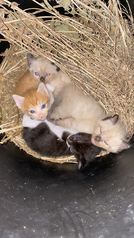 Gatinhos para adoçao