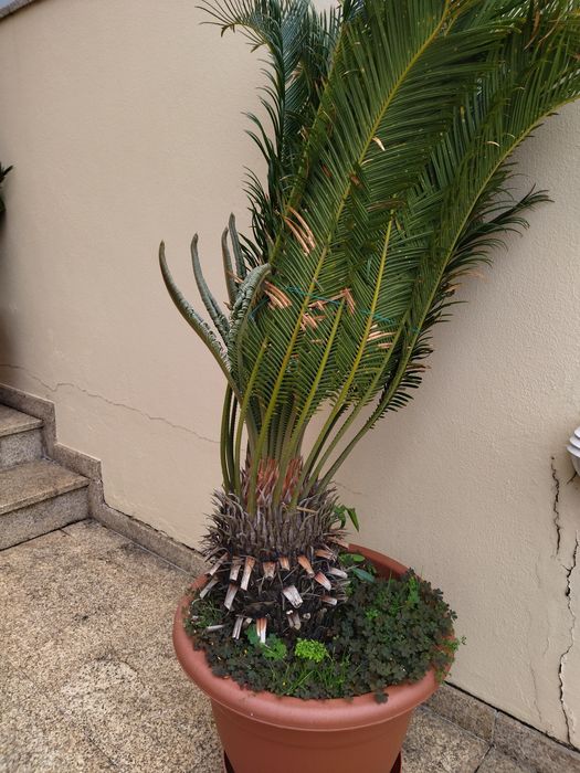 Palmeira cyca revoluta