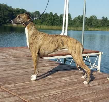 Suczka Whippet ZKwP / FCI